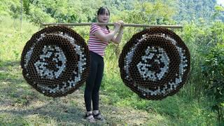 Harvesting giant cabbage wasp pupae for sale