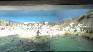 VR180 - SeaWorld San Diego Zoo Days: BBQ & Brews - Penguins - Saturday 19th 2020 (1/2)