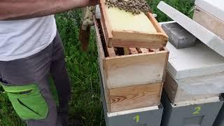 развитие отводков в шестирамочниках.часть 8 спасаю пчел от голода