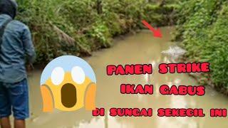 panen strek//Casting ikan gabus di wonogiri