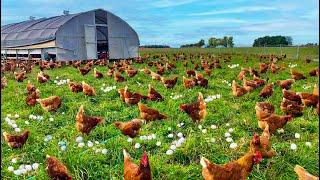 How To Raising Millions of Free Range Chicken For Eggs and Meat - Chicken Farming - Meat Factory
