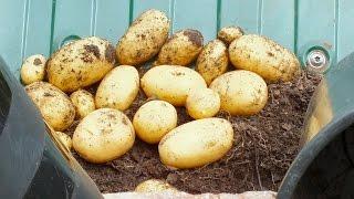 HGV Grow Potatoes, potato reveal, two small pots of Potatoes emptied and weighed.