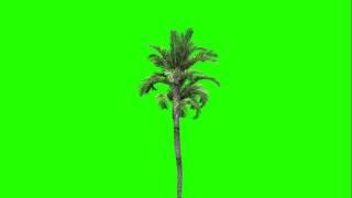 Palm Tree Animation Green Screen