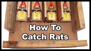 How To Catch Rats. A Better Way To Eliminiate Rats With This Amazing Rat Trap Box. Mousetrap Monday.