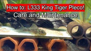 L333 King Tiger Pleco - Care and Maintenance info!