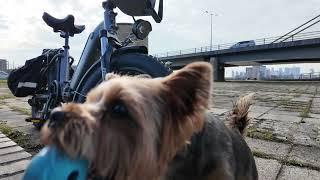 cute yorkie yorkshire terrier playing fetch the ball