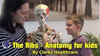 The Ribs - Anatomy for Kids by Clarks Healthcare