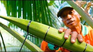 Never can't believed it! Process of making honey from coconut trees