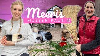 die MEERIS müssen RAUS ?!