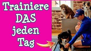 3 EFFEKTIVE ÜBUNGEN die du JEDEN TAG mit deinem Hund machen solltest 