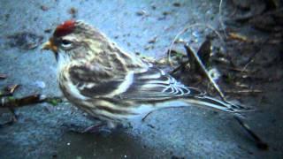 Lesser Redpoll