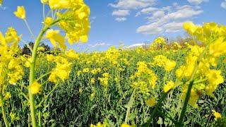 Yellow Mustard Flower Fields | The Beauty of Yellow Mustard Flowers 