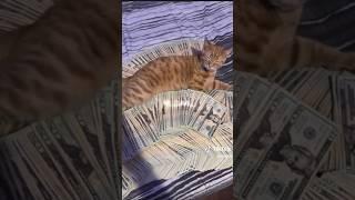 ️ FW! ️ || MONEY MONEY GREEN GREEN!  #foryou #viral #edit  #cat #catedit #loveyouall #fyp  ︎︎