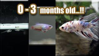 BETTA fish GROWTH ( from Eggs -  3 months )