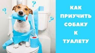 КАК ПРИУЧИТЬ СОБАКУ К ТУАЛЕТУ | ПРИУЧАЕМ К ПЕЛЕНКЕ |  ПЕРВЫЕ ПРОГУЛКИ НА УЛИЦЕ