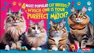 4 Most Popular Cat Breeds in the World: Maine Coon, Ragdoll, British Shorthair & Bengal