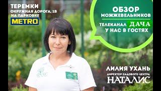 Обзор можжевельников. Телеканал ДАЧА в гостях у НАТАЛИС