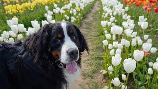 Visit beautiful tulip field with Bernese Mountain Dog