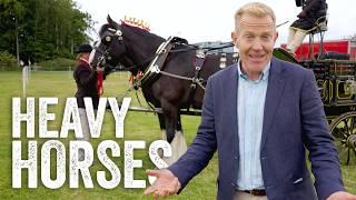 Rare & Majestic Heavy Horses in The Show Ring