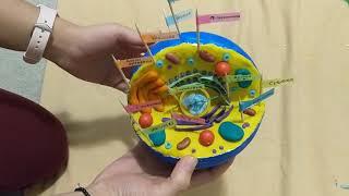 How to Make 3D Cell Model