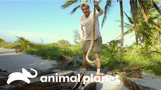 Frank encontra animais muito perigosos | Wild Frank | Animal Planet Brasil