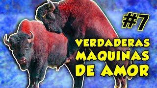 así HACEN EL AMOR estas especies animales #7