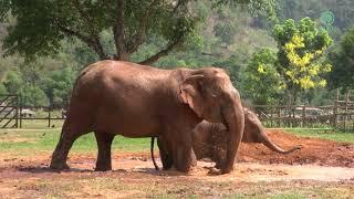 Rescued Baby Elephant “Lek Lek” Begins Happy Life With Her Mother In Sanctuary - ElephantNews