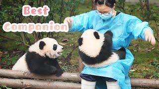 Panda Growing Up With Nanny’s Love | iPanda