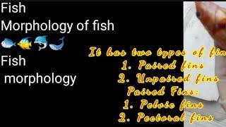 Zoology : Morphology of fish #fishMorphology #fish