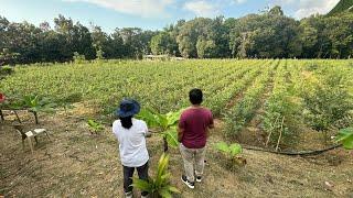 New Farmer Discovering The Best Crop For Him! Ngayon nasa Eggplant at Kadyos Farming!