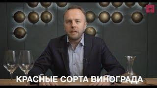 ТОП - 15 главных сортов винограда для производства вина. Часть 2 - красные.