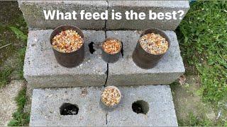 What Racing Pigeon Feed Do We Have Succes With?