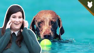 DO GERMAN SHORTHAIRED POINTER LIKE SWIMMING?