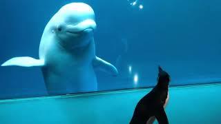 Wellington meets the Belugas