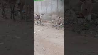 Donkeys go through the street of the house #animals #donkey #shortvideo #shorts #short #viralvideo