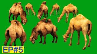 Green Screen Camels Eating Grass Green Screen Blue Screen HD Camels Animals Video