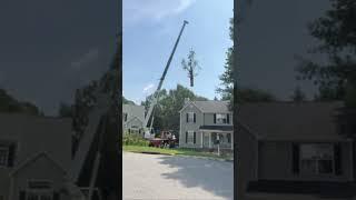 Removing Large Bradford Pear Trees Between Two House in Holly Springs NC | Kenny’s Tree Removal