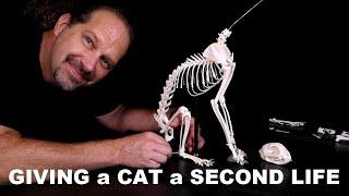 Giving a Cat a Second Life / Skeleton Articulation Kitten Pet Memorial Veterinary Anatomy Science