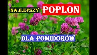 NAJLEPSZY POPLON DLA POMIDORÓW I... NIE TYLKO!!!