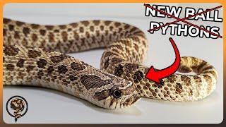 Are we DONE Breeding Ball Pythons? - Showing All our Western Hognoses