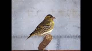 Голоса птиц -  Чиж (лат. Carduelis spinus)