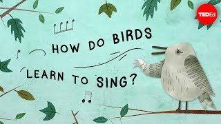 The surprising reason birds sing - Partha P. Mitra