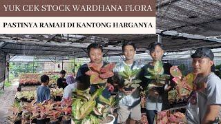 AGLAONEMA DI WARDHANA FLORA SUDAH PASTI HARGANYA NYAMAN DI KANTONG !!!