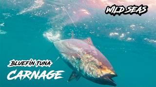 Bluefin Tuna Fishing Carnage!! Crazy Tuna Action with Multiple Big Fish!