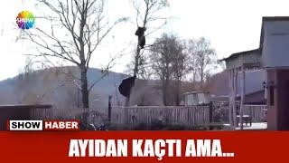 Ayıdan kaçtı ama...