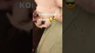 Египетская кошка #tiktok #trending #рекомендации #shortsvideo #shorts #short #россия #shortsfeed