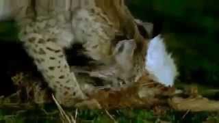 Nature & Wildlife Documentary Spain's Last Lynx Nature Documentary