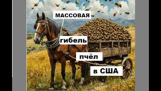 Массовая гибель пчёл в США