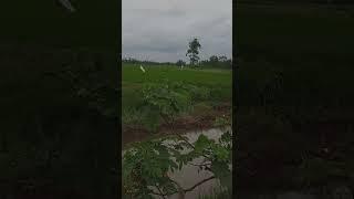 Langit yang biru, sawah yang hijau, sungai yang indah, angin sepoi². Suasana syahdu pedesaan Sumsel