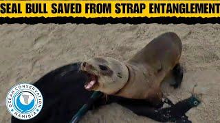 Seal Bull Saved from  Strap Entanglement